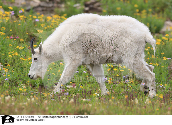 Schneeziege / Rocky Mountain Goat / FF-04866