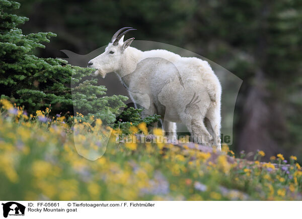 Rocky Mountain goat / FF-05661