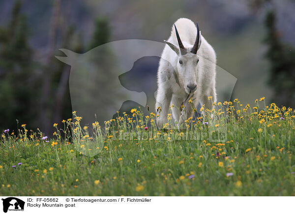 Schneeziege / Rocky Mountain goat / FF-05662