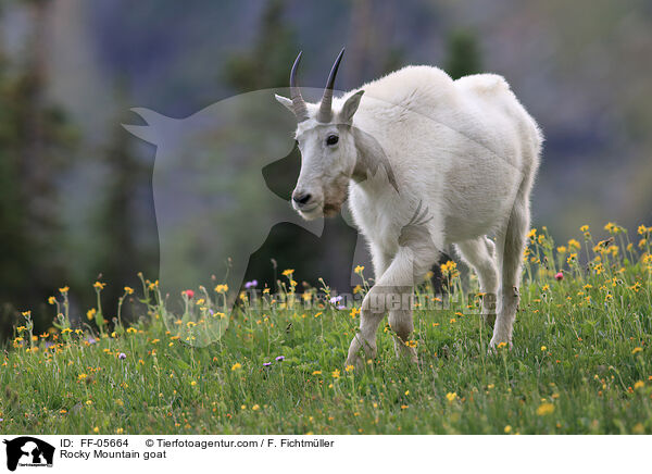 Rocky Mountain goat / FF-05664