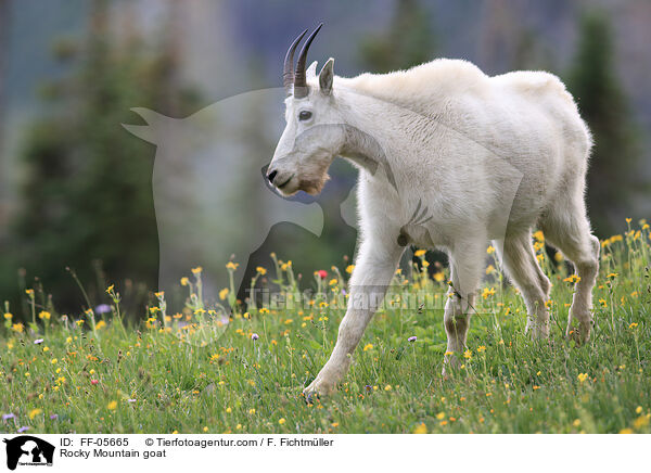 Rocky Mountain goat / FF-05665
