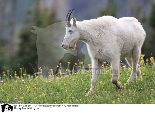 Schneeziege / Rocky Mountain goat / FF-05666