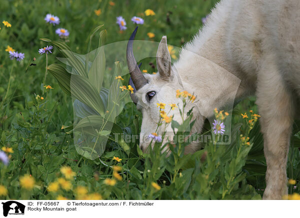 Schneeziege / Rocky Mountain goat / FF-05667