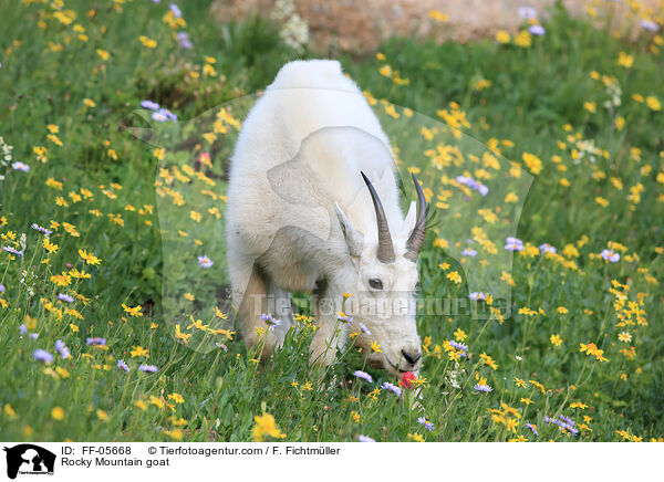 Schneeziege / Rocky Mountain goat / FF-05668