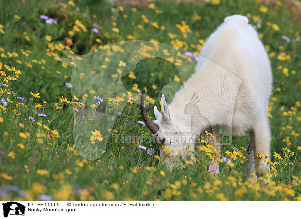 Schneeziege / Rocky Mountain goat / FF-05669