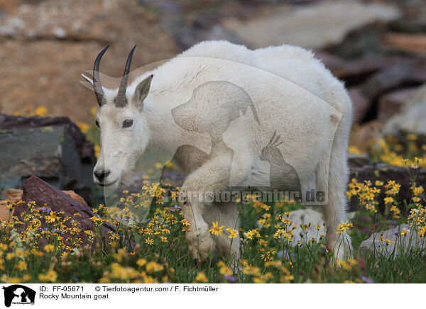 Schneeziege / Rocky Mountain goat / FF-05671