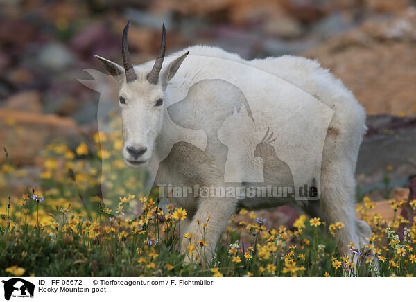 Schneeziege / Rocky Mountain goat / FF-05672