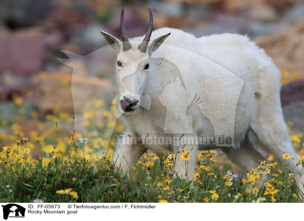 Schneeziege / Rocky Mountain goat / FF-05673