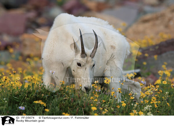 Schneeziege / Rocky Mountain goat / FF-05674