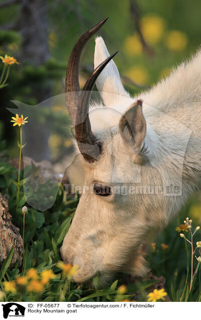 Schneeziege / Rocky Mountain goat / FF-05677
