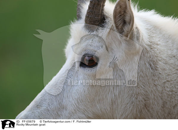 Schneeziege / Rocky Mountain goat / FF-05679