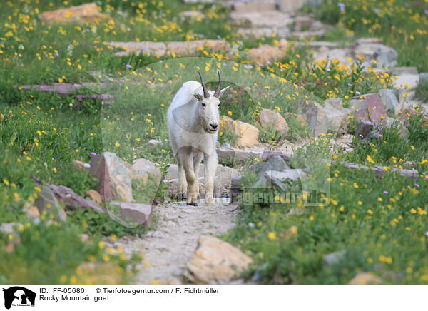 Schneeziege / Rocky Mountain goat / FF-05680