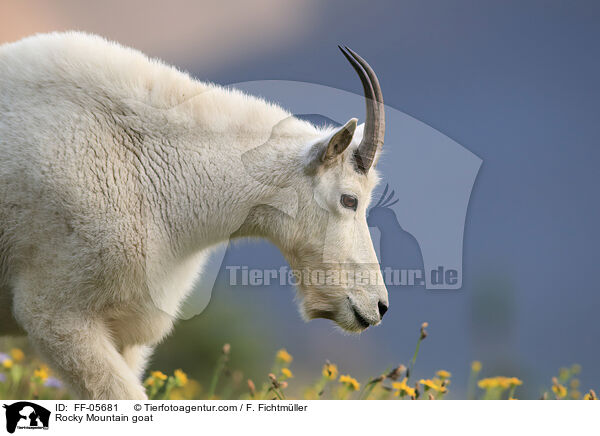 Schneeziege / Rocky Mountain goat / FF-05681