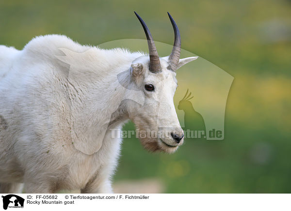 Schneeziege / Rocky Mountain goat / FF-05682