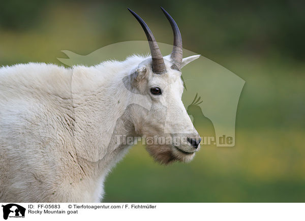 Schneeziege / Rocky Mountain goat / FF-05683