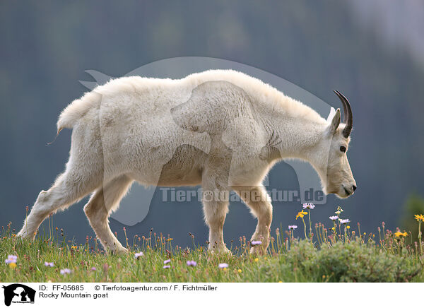 Rocky Mountain goat / FF-05685