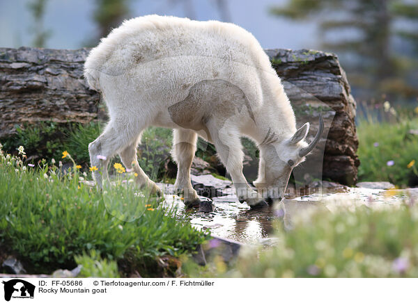 Schneeziege / Rocky Mountain goat / FF-05686