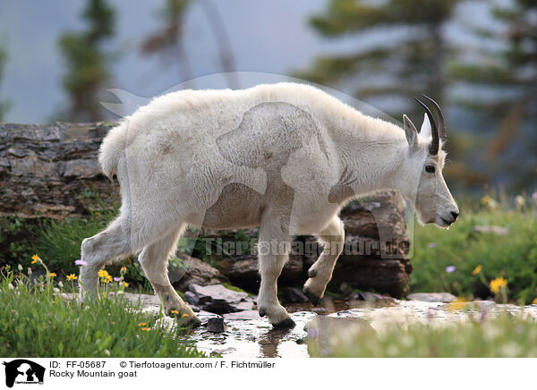 Rocky Mountain goat / FF-05687