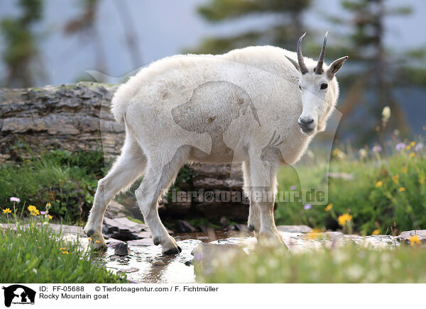 Rocky Mountain goat / FF-05688
