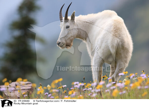 Rocky Mountain goat / FF-05689