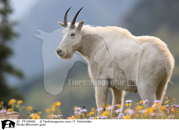 Schneeziege / Rocky Mountain goat / FF-05690