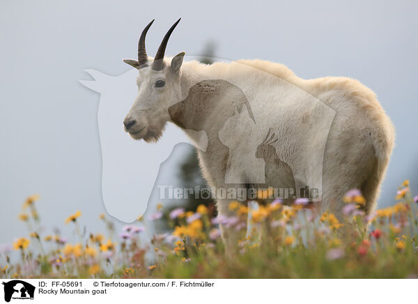 Rocky Mountain goat / FF-05691