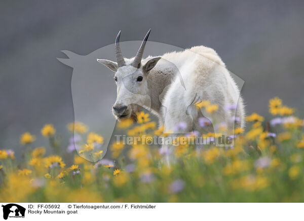 Schneeziege / Rocky Mountain goat / FF-05692