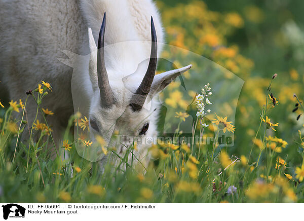Schneeziege / Rocky Mountain goat / FF-05694