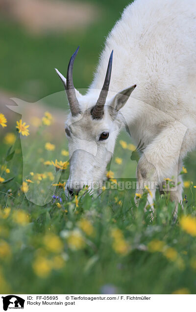 Schneeziege / Rocky Mountain goat / FF-05695