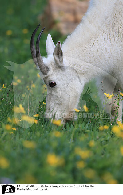 Schneeziege / Rocky Mountain goat / FF-05696