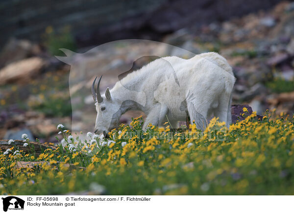 Schneeziege / Rocky Mountain goat / FF-05698