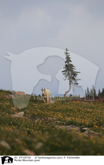 Rocky Mountain goat / FF-05700