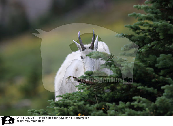 Rocky Mountain goat / FF-05701