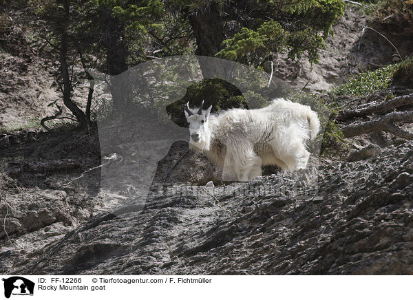 Rocky Mountain goat / FF-12266
