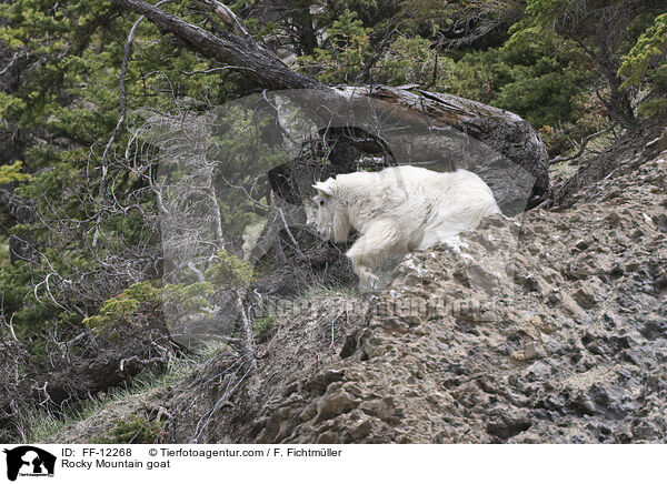 Rocky Mountain goat / FF-12268