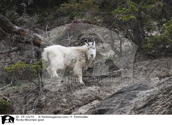 Schneeziege / Rocky Mountain goat / FF-12270