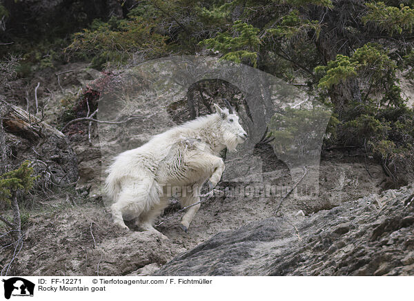 Rocky Mountain goat / FF-12271