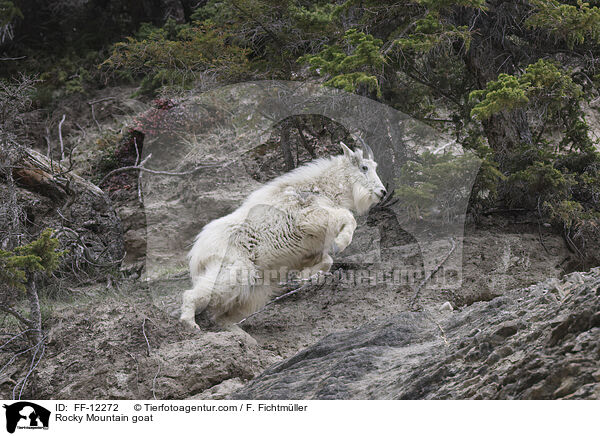 Rocky Mountain goat / FF-12272