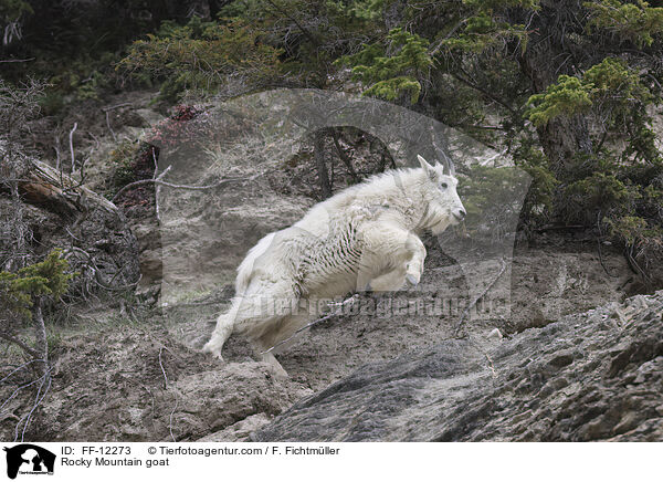 Rocky Mountain goat / FF-12273