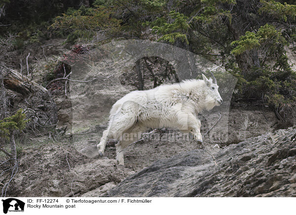 Rocky Mountain goat / FF-12274