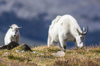 Rocky Mountain Goats