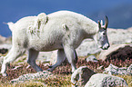 Rocky Mountain Goat