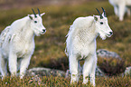 Rocky Mountain Goats