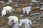 Rocky Mountain Goats