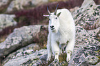 Rocky Mountain Goat