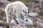 Rocky Mountain Goat