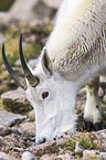 Rocky Mountain Goat