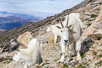 Rocky Mountain Goats