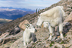 Rocky Mountain Goats