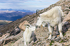 Rocky Mountain Goats